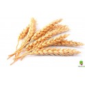Пшеница на Судан